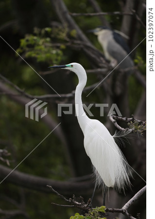 ダイサギ 102397074