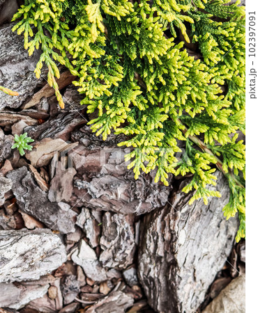 Evergreen coniferous branches of Juniperus horizontalis Golden Carpet, Creeping Juniper against the background of bark Evergreen coniferous branches of Juniperus horizontalis Golden Carpet, Creeping Juniper against the background of bark 102397091