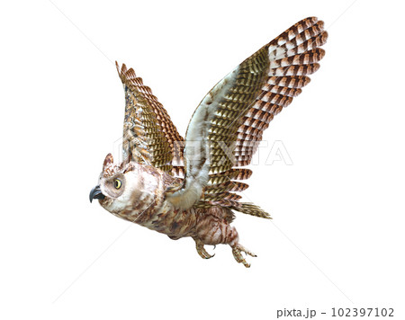 ミミズクのイラスト素材 [102397102] - PIXTA