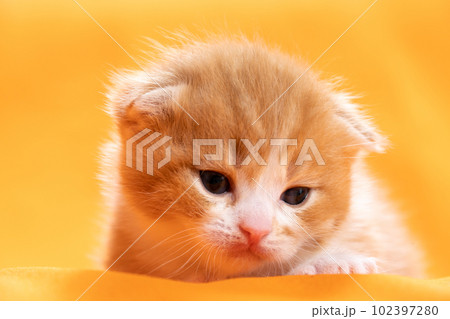 スコティッシュフォールドの子猫 102397280