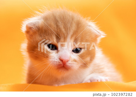スコティッシュフォールドの子猫 102397282