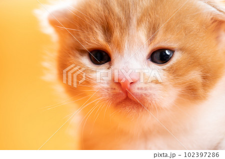 スコティッシュフォールドの子猫 102397286