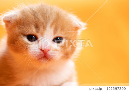 スコティッシュフォールドの子猫 スコティッシュフォールドの子猫 102397290