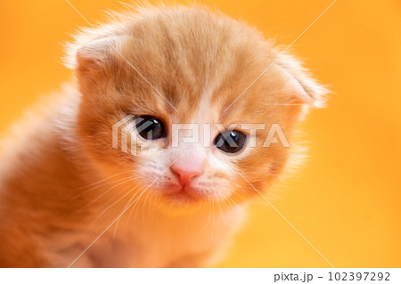 スコティッシュフォールドの子猫 102397292