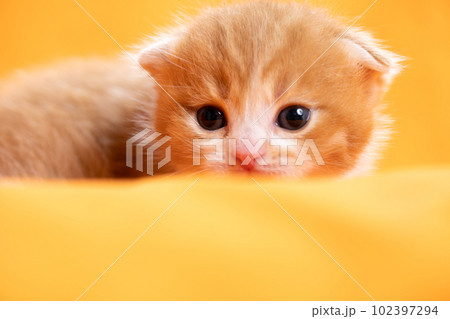 スコティッシュフォールドの子猫 102397294