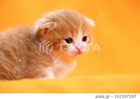 スコティッシュフォールドの子猫 102397297