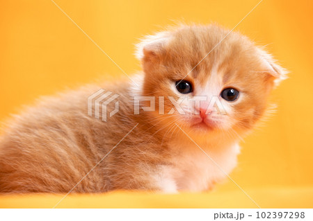 スコティッシュフォールドの子猫 スコティッシュフォールドの子猫 102397298