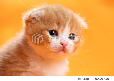 スコティッシュフォールドの子猫 102397301