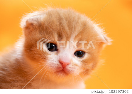 スコティッシュフォールドの子猫 スコティッシュフォールドの子猫 102397302