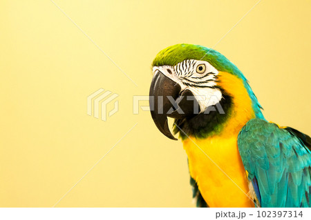Large blue-and-yellow macaw parrot or ara arauna close-up against a yellow wall. 102397314
