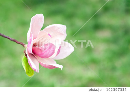 Magnolia flower blooms on blurred natural green background. Selective focus. Magnolia flower blooms on blurred natural green background. Selective focus. 102397335