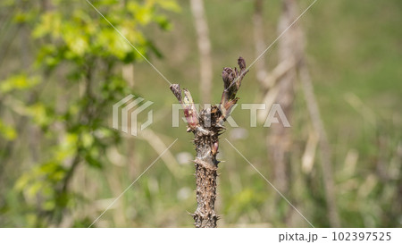 自然に生えるタラの芽 自然に生えるタラの芽 102397525