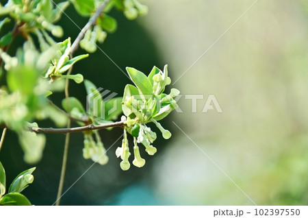 筒状の茱萸の花 102397550