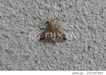 ツマオビアツバ 102397995