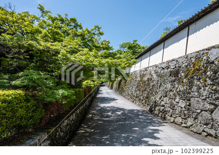 大津市坂本の風景　新緑の木々 102399225