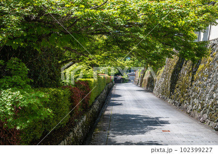 大津市坂本の風景　石畳の道を覆う新緑の木々 102399227