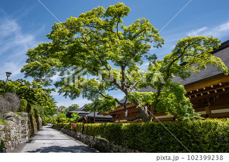 大津市坂本 石畳の道と新緑の木 大津市坂本 石畳の道と新緑の木 102399238