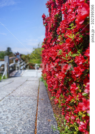 長岡天満宮　満開の霧島つつじ　石太鼓橋参道（京都府長岡京市） 102399366