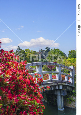 長岡天満宮 満開の霧島つつじ 石太鼓橋参道(京都府長岡京市) 長岡天満宮 満開の霧島つつじ 石太鼓橋参道(京都府長岡京市) 102399369