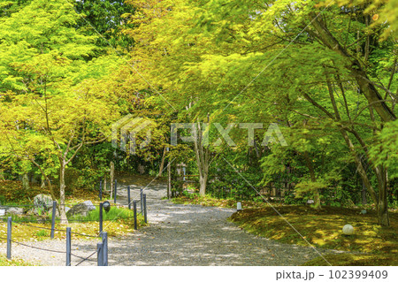 長岡天満宮　新緑に包まれた錦景苑（京都府長岡京市） 102399409