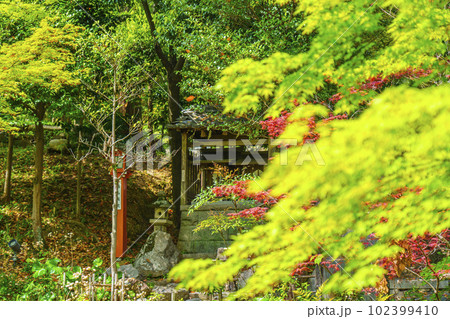 長岡天満宮 新緑に包まれた錦景苑(京都府長岡京市) 長岡天満宮 新緑に包まれた錦景苑(京都府長岡京市) 102399410