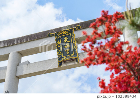 長岡天満宮　満開のキリシマツツジ　正面大鳥居（京都府長岡京市） 102399434