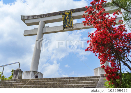 長岡天満宮　満開のキリシマツツジ　正面大鳥居（京都府長岡京市） 102399435