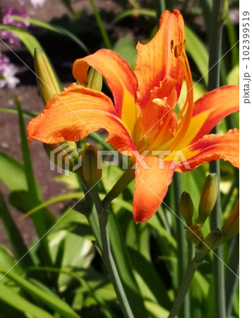 夏に咲くオレンジ色の花の写真素材 [102399519] - PIXTA