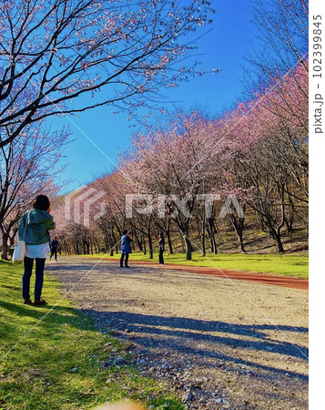 桜をバックに孫を撮りたいお婆ちゃん 102399845