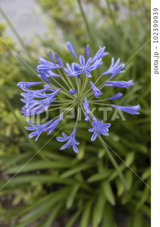 さわやかなアガパンサス 102399939