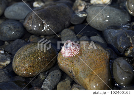 海岸に打ち上げられたサンカクフジツボ 102400165