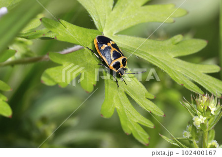 ナガメ ナガメ 102400167