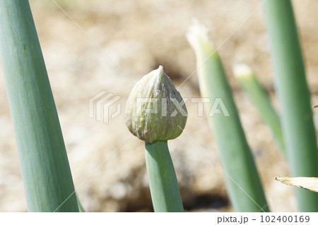 ネギの蕾 ネギの蕾 102400169