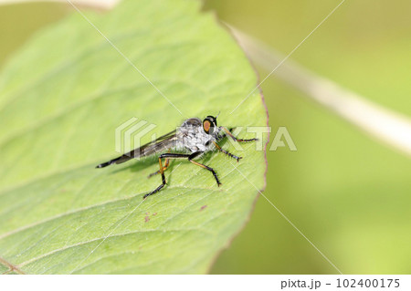 マガリケムシヒキ 102400175