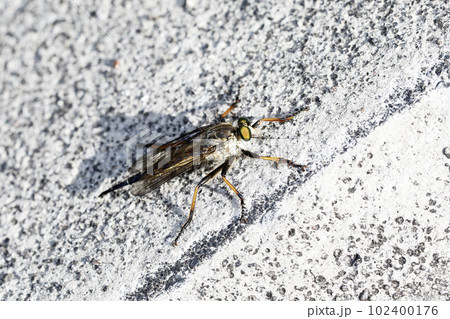 マガリケムシヒキ 102400176