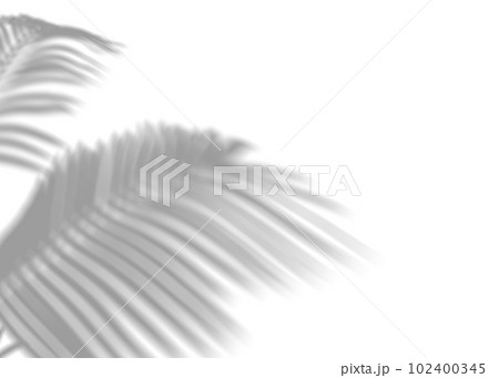 Shadow from palm leaves, overlay effect. Realistic gray shadow on white background. Applicable for product presentation, photos, backdrop. Sun light. 3D render. 102400345