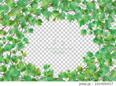 ツタの葉っぱの水彩画イラスト フレーム 102400457
