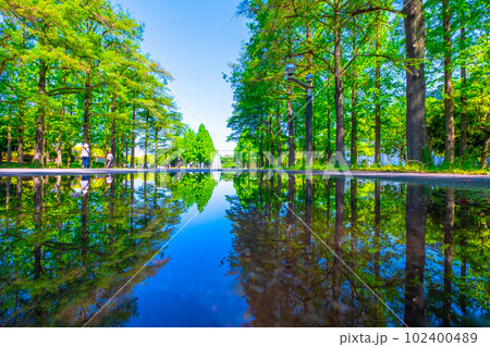 鶴見緑地　水鏡の並木道 102400489