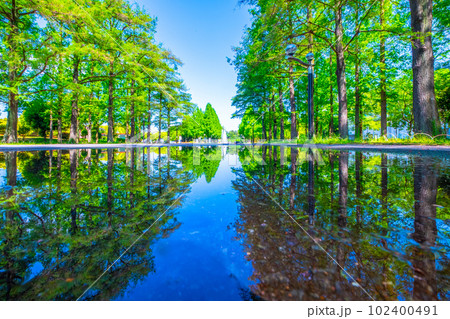 鶴見緑地　水鏡の並木道 102400491