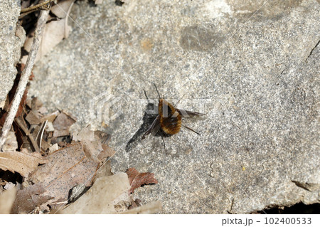 ビロウドツリアブ 102400533