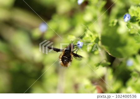 ビロウドツリアブ ビロウドツリアブ 102400536