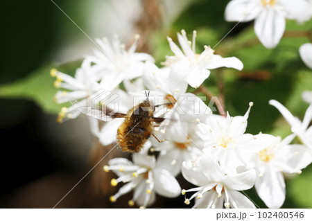 ビロウドツリアブ ビロウドツリアブ 102400546
