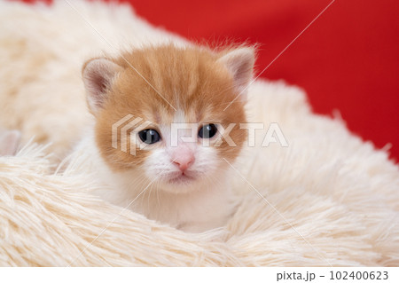 スコティッシュフォールドの子猫 102400623