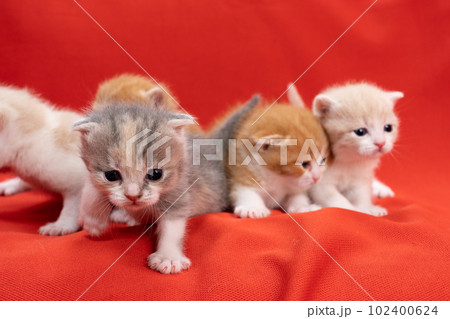 数匹のスコティッシュフォールドの子猫 数匹のスコティッシュフォールドの子猫 102400624