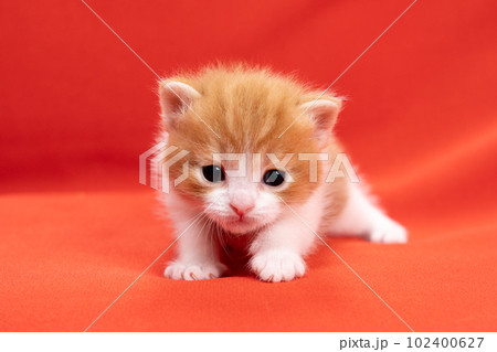 スコティッシュフォールドの子猫 スコティッシュフォールドの子猫 102400627