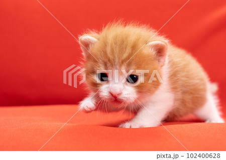 スコティッシュフォールドの子猫 102400628