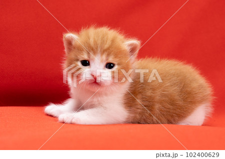 スコティッシュフォールドの子猫 102400629