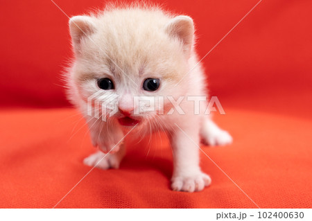 スコティッシュフォールドの子猫 102400630