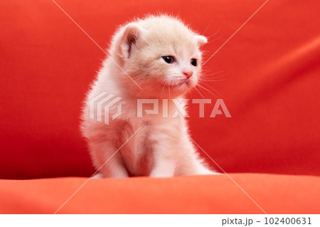 スコティッシュフォールドの子猫 スコティッシュフォールドの子猫 102400631