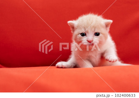 スコティッシュフォールドの子猫 スコティッシュフォールドの子猫 102400633